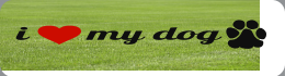 Custom Bumper Stickers